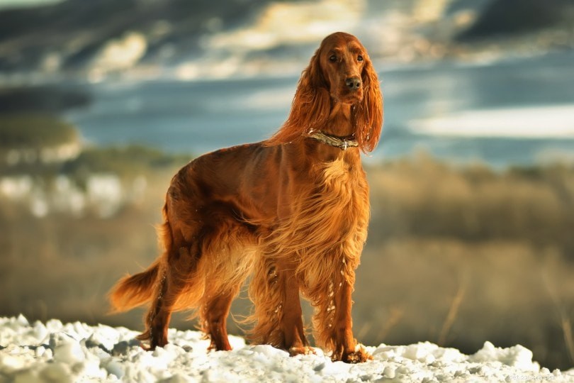 가장 아름다운 개 품종 10가지