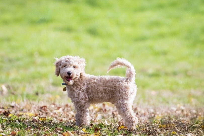 14 raças de cães com baixa queda de pelos:uma visão geral (com fotos)