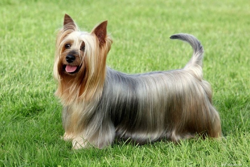 14 raças de cães com baixa queda de pelos:uma visão geral (com fotos)