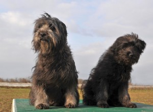 As 13 principais raças de cães de gado