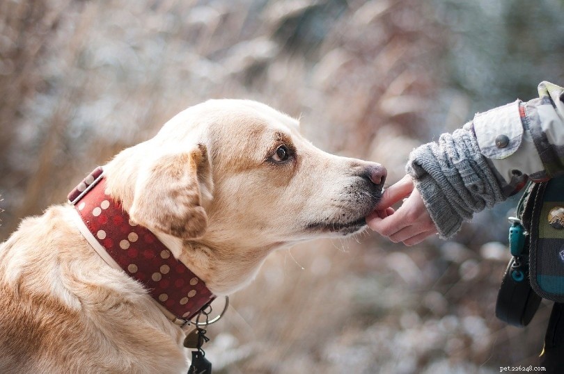 10 bästa hundraser för känslomässigt stöd