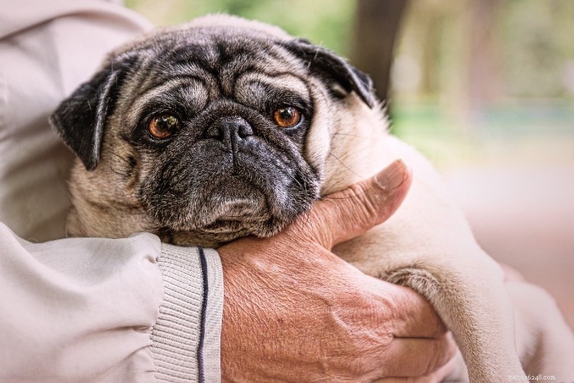 10 melhores raças de cães para apoio emocional