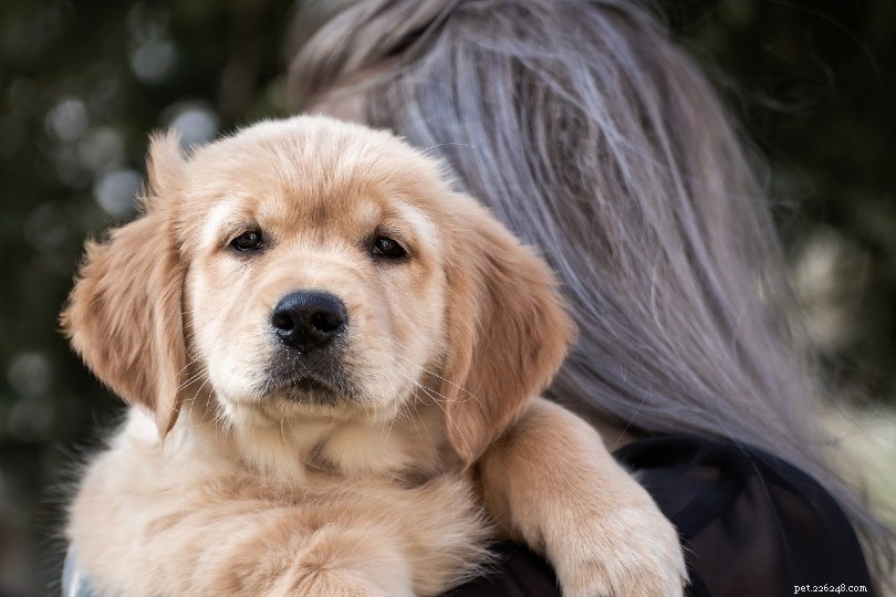 感情的なサポートのための10の最高の犬種 