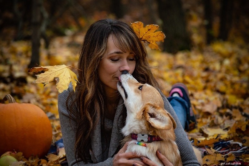 10 beste hondenrassen voor emotionele ondersteuning