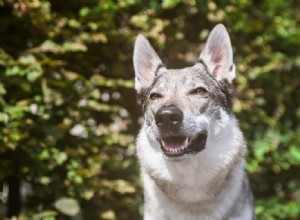 14 raças de cães que parecem lobos