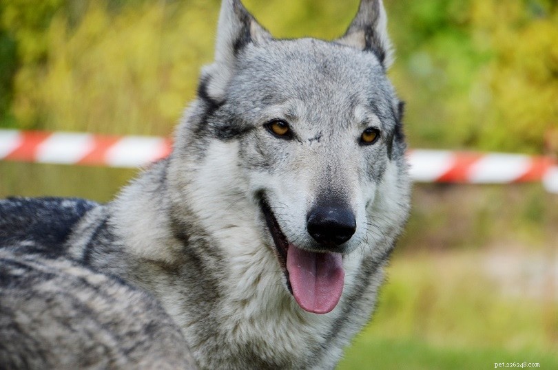 14 hondenrassen die op wolven lijken