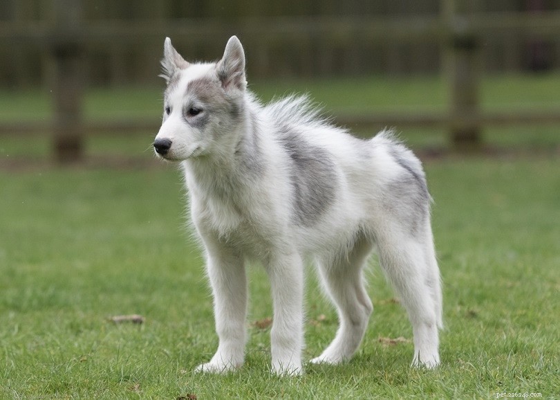 14 raças de cães que parecem lobos