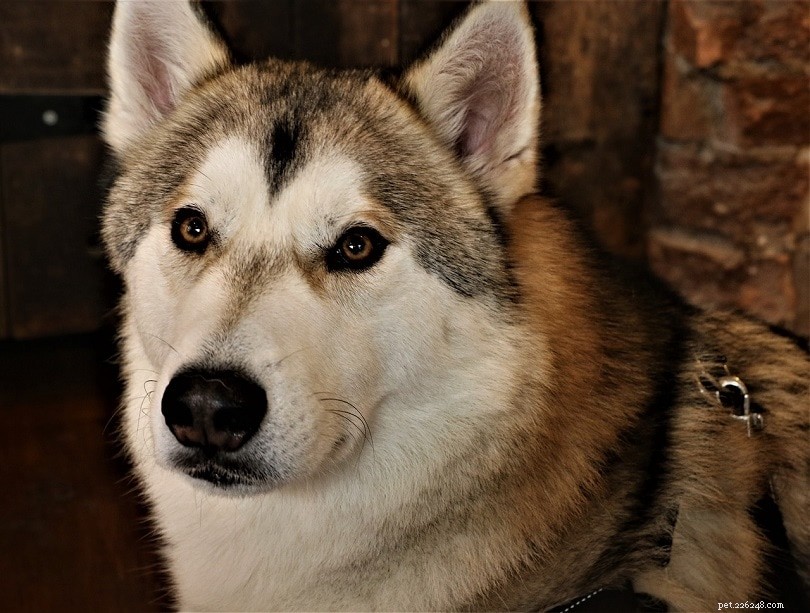 14 psích plemen, která vypadají jako vlci