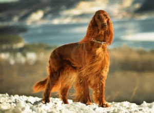 10 plemen červených psů:velký, malý a nadýchaný (s obrázky)