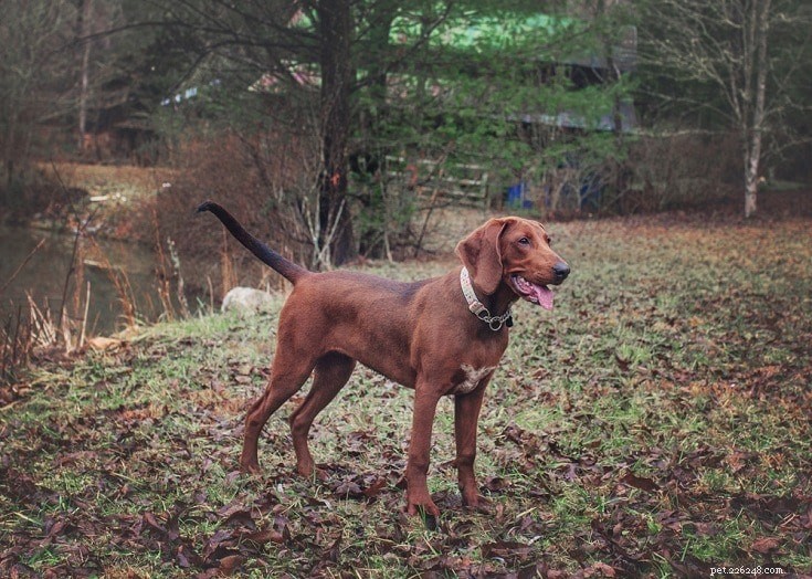 10 plemen červených psů:velký, malý a nadýchaný (s obrázky)