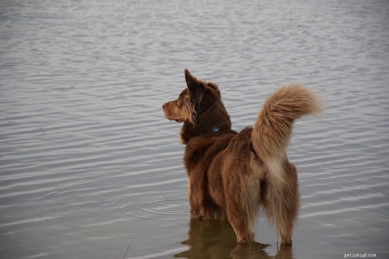 10 races de chiens rouges :grands, petits et duveteux (avec photos)