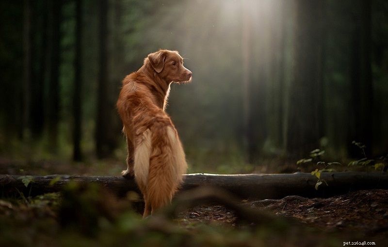 10 raças de cães vermelhos:grandes, pequenos e fofos (com fotos)