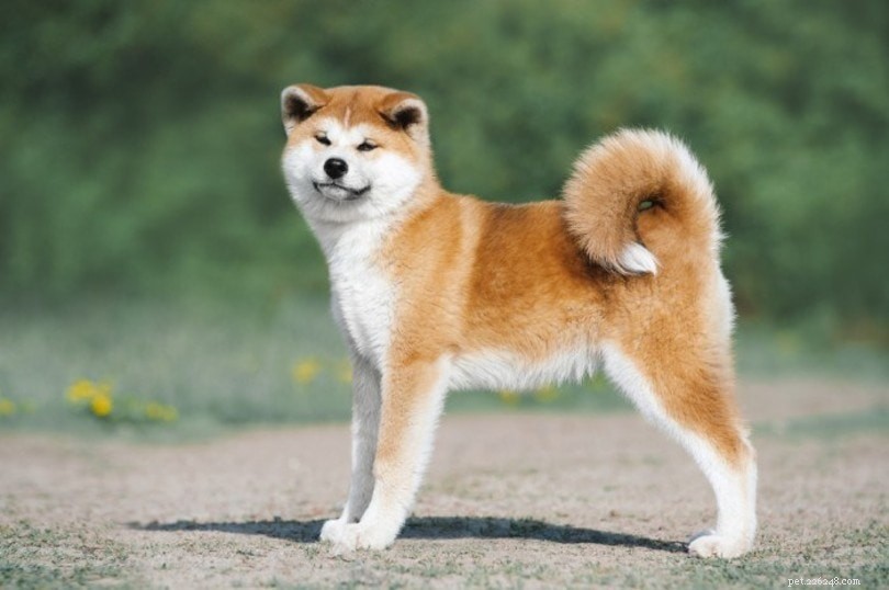 10 röda hundraser:stora, små och fluffiga (med bilder)