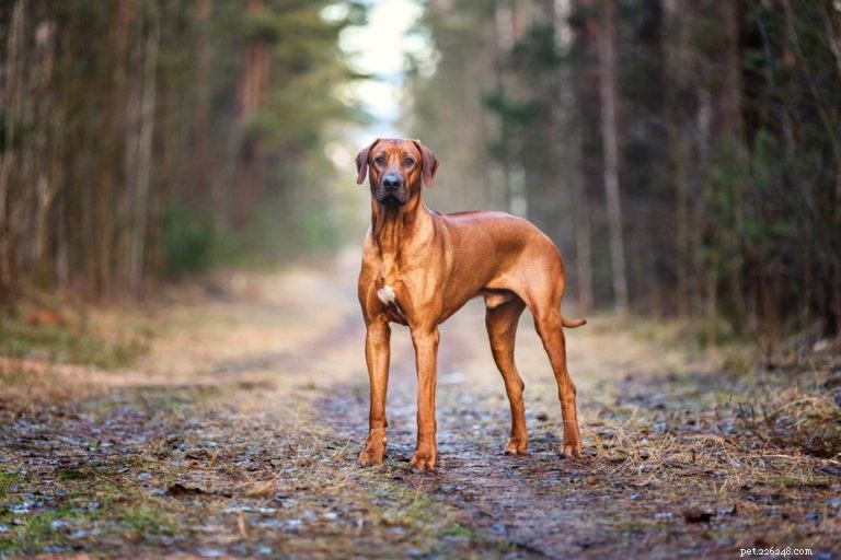 10 races de chiens rouges :grands, petits et duveteux (avec photos)