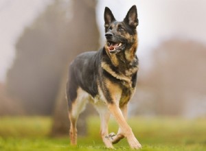 12 самых преданных пород собак (с иллюстрациями)