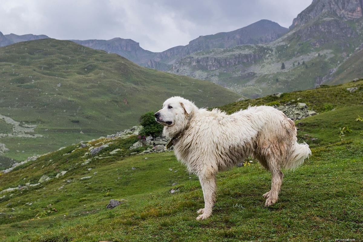 12 races de chiens les plus fidèles (avec photos)