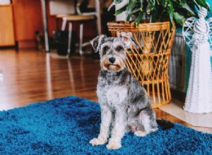 17 raças de cães pequenos que não perdem pelo (com fotos)