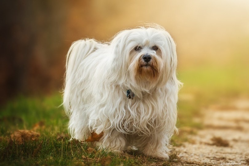 17 races de petits chiens qui ne perdent pas leurs poils (avec photos)