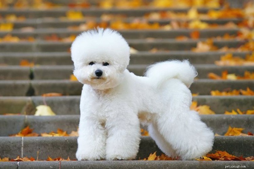 17 races de petits chiens qui ne perdent pas leurs poils (avec photos)