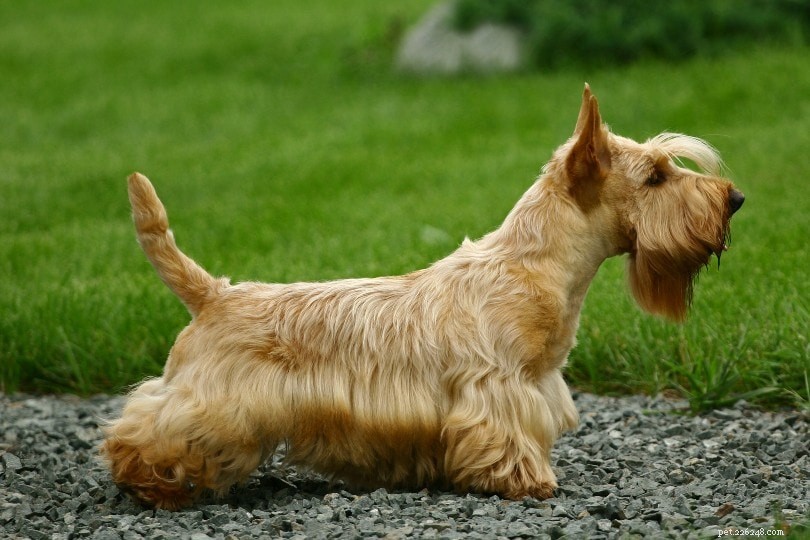 17 razze di cani di piccola taglia che non perdono pelo (con immagini)