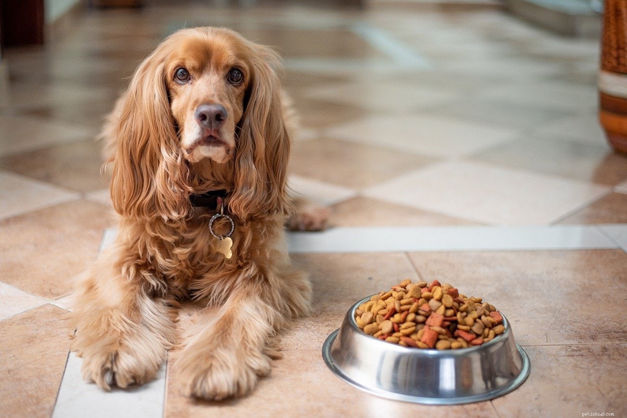 Voedingen voor honden met verhoogde vs. vloer:wat is beter voor uw hond?