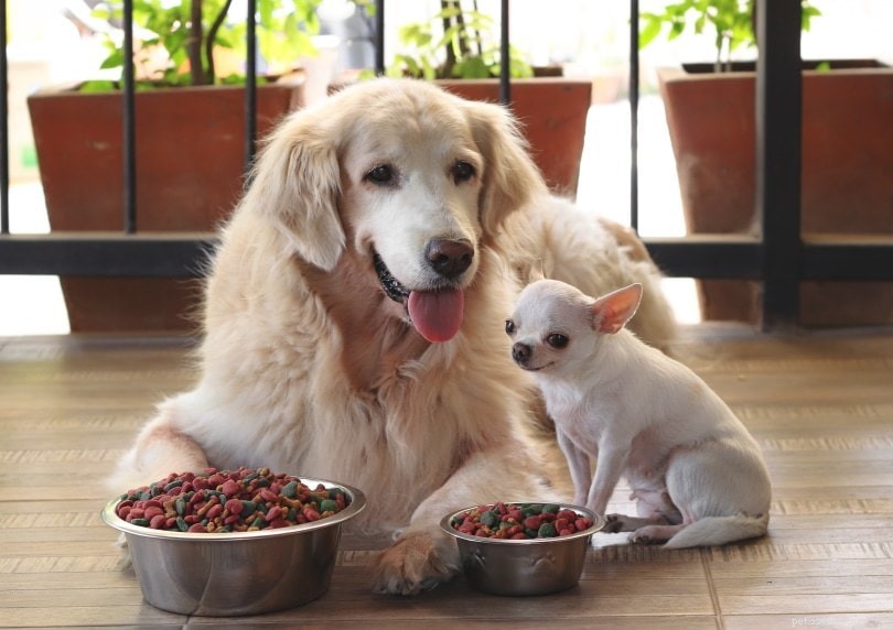 Vyvýšené vs. podlahové misky pro psy:Co je pro vašeho psa lepší?