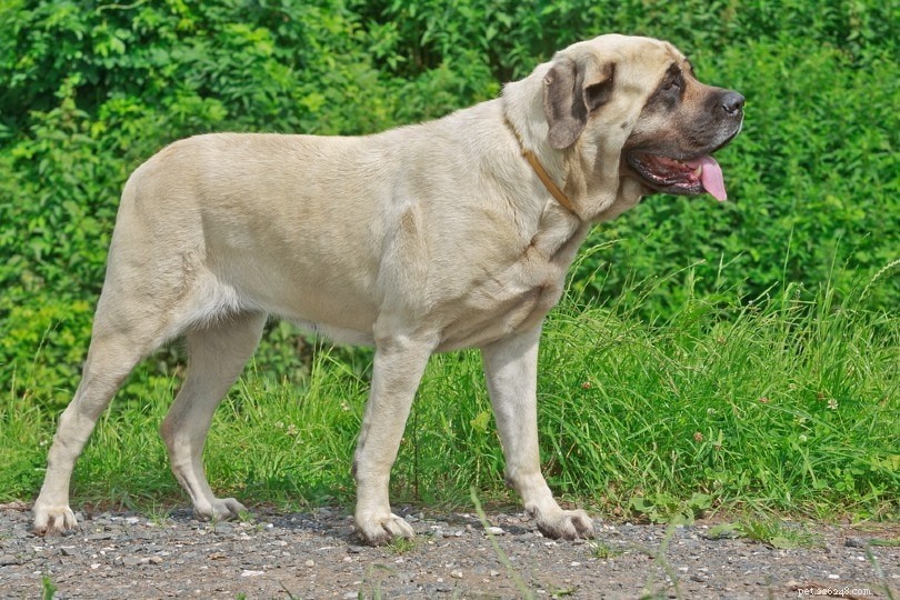 20の低メンテナンス犬種（写真付き） 
