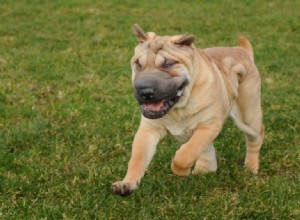 13 raças de cães estranhas e de aparência estranha (com fotos)