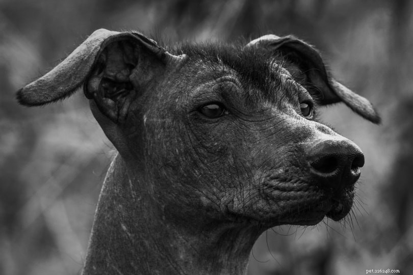 13 vreemde en vreemd uitziende hondenrassen (met afbeeldingen)