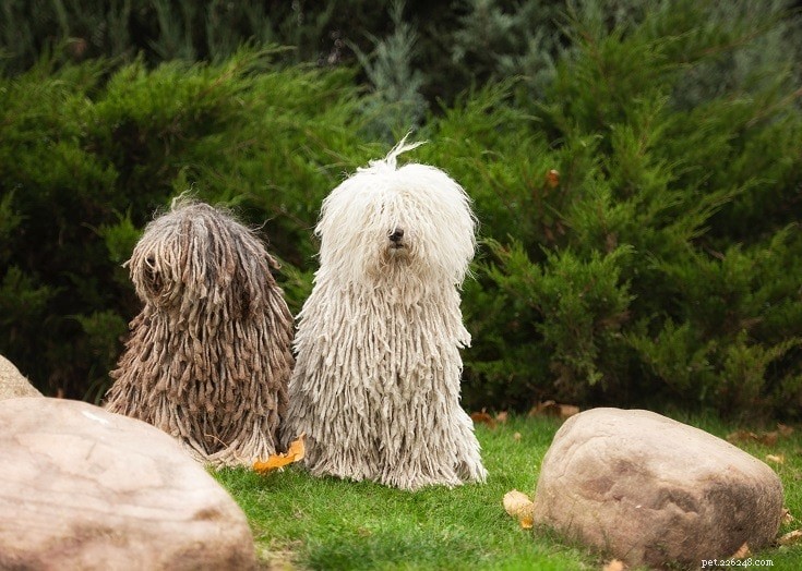 13 podivných a divně vypadajících plemen psů (s obrázky)