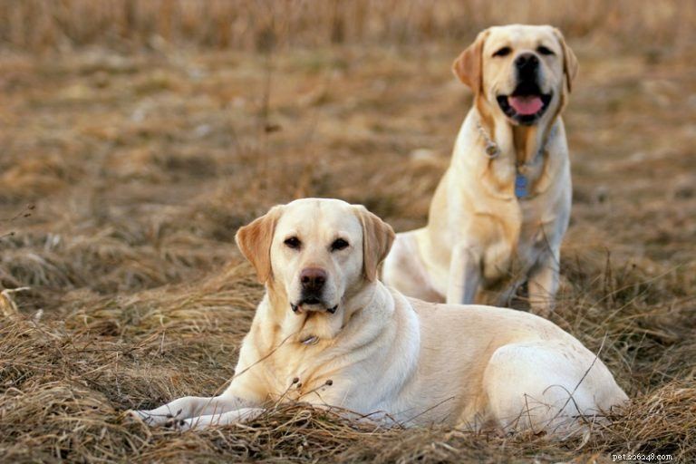 10 meilleures races de chiens d assistance (avec photos)