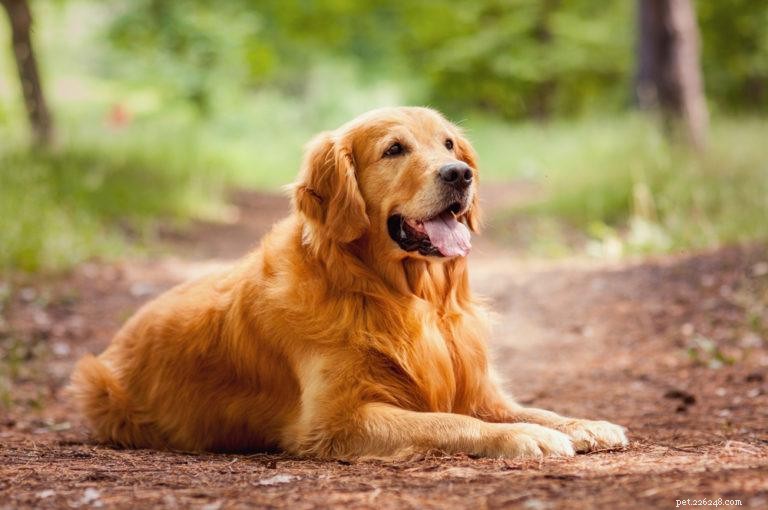 10 nejlepších plemen služebních psů (s obrázky)