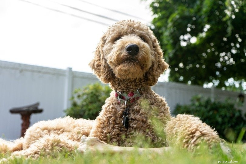 10 meilleures races de chiens d assistance (avec photos)