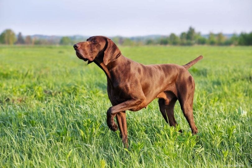 10 raças de cães caçadores de veados para todos os tipos de caça