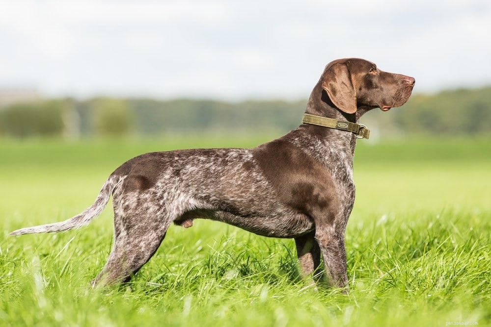 10 raças de cães caçadores de veados para todos os tipos de caça