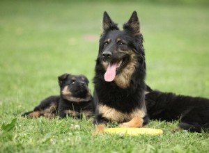 Os cães se lembram de quem é sua mãe? (e vice-versa) – Baseado na ciência