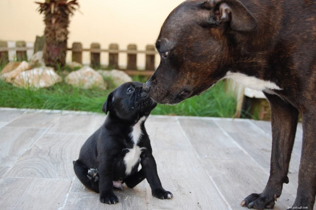 I cani ricordano chi è la loro madre? (e Vice Versa) – Basato sulla scienza