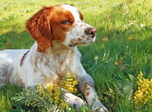 20 piores raças de cães para idosos e idosos