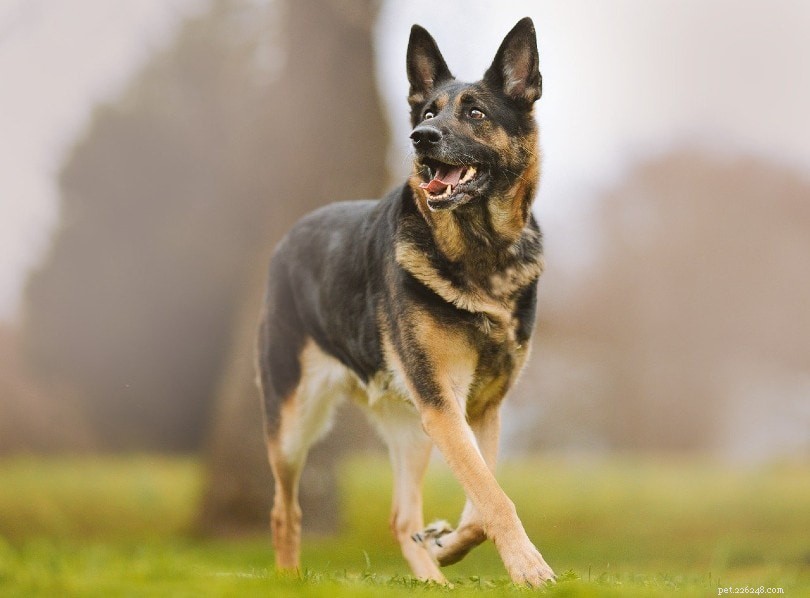 20 nejhorších plemen psů pro seniory a starší osoby