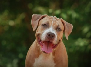 Os Pitbulls são bons cães de família? 