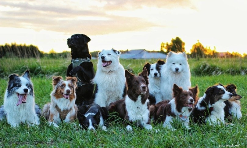 世界には何匹の犬種がいますか？ （2022） 
