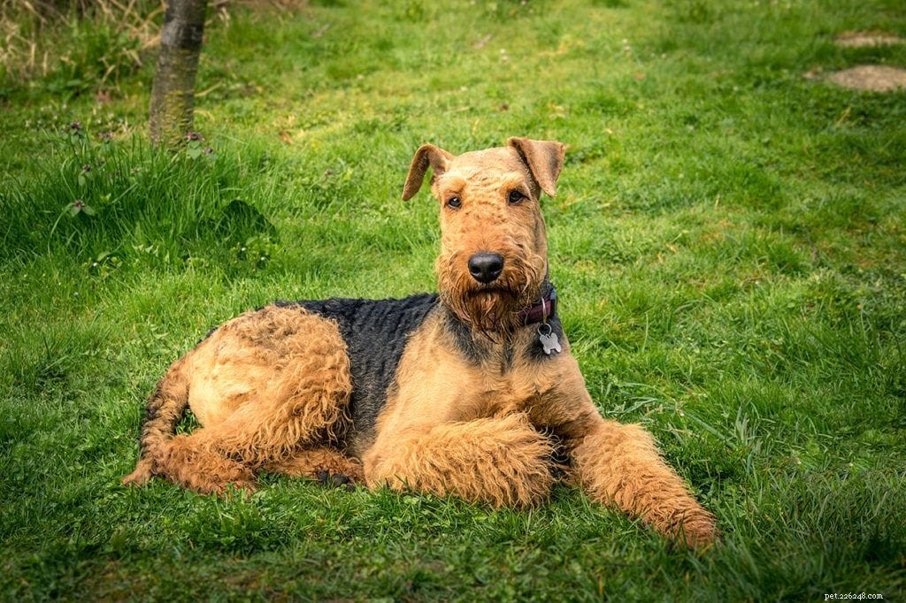 33英国の犬の品種 