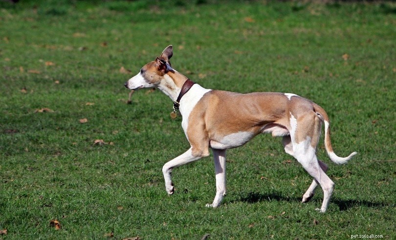 33 raças de cães ingleses
