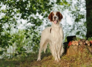 9 raças de cães irlandeses