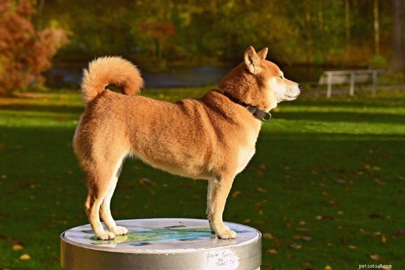 22 raças de cães asiáticos