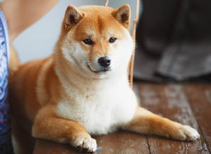 22 Asian Dog Breeds