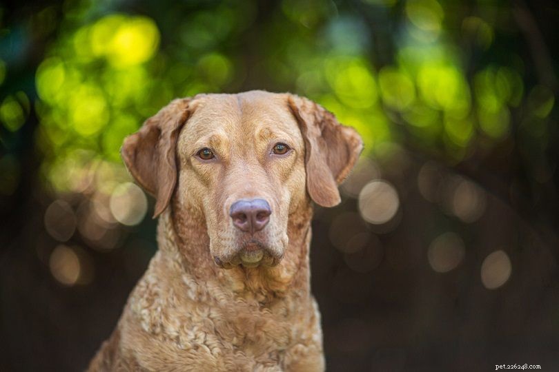 20 raças de cães marrons:grandes, pequenos e fofos (com fotos)
