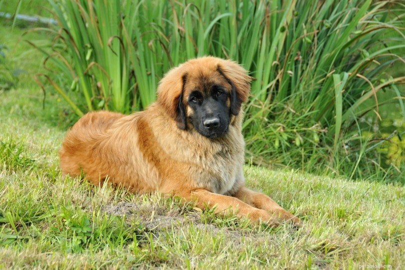 20 races de chiens bruns :grands, petits et moelleux (avec photos)