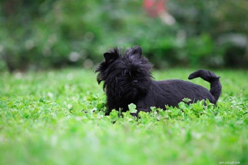 20 raças de cães marrons:grandes, pequenos e fofos (com fotos)