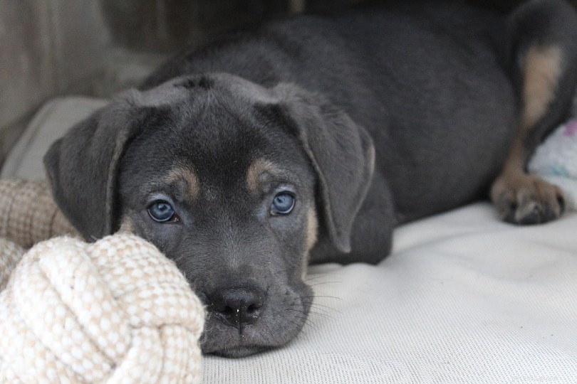 20 bruna hundraser:stora, små och fluffiga (med bilder)